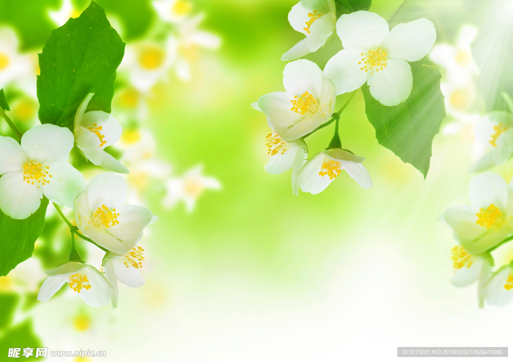 茉莉花