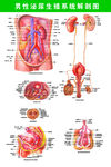男性泌尿生殖系统解剖图