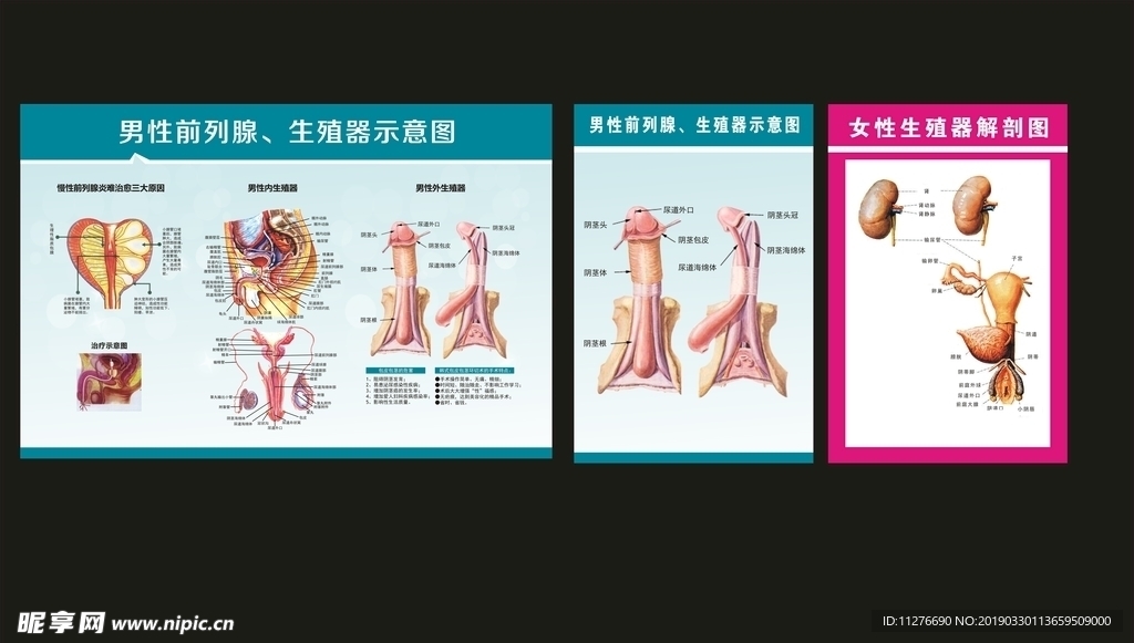 男女性生殖解剖图