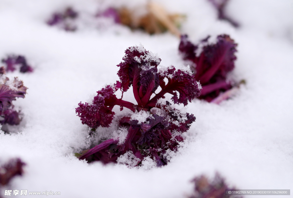 雪中羽衣甘蓝