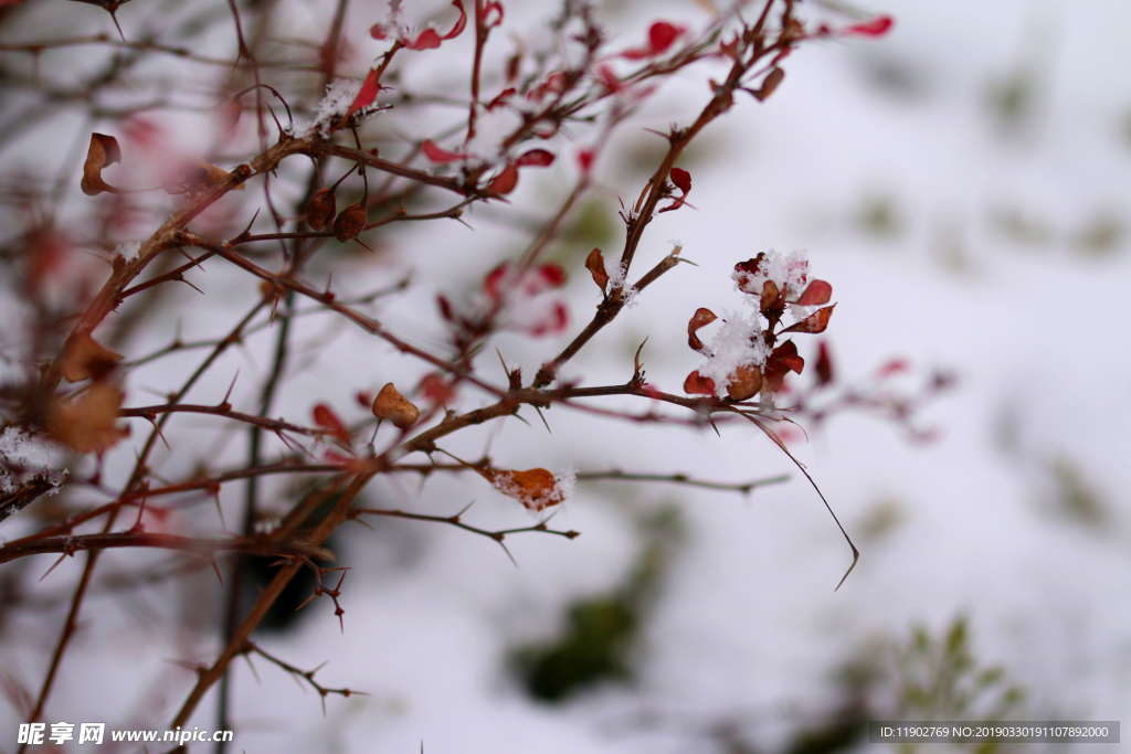 雪