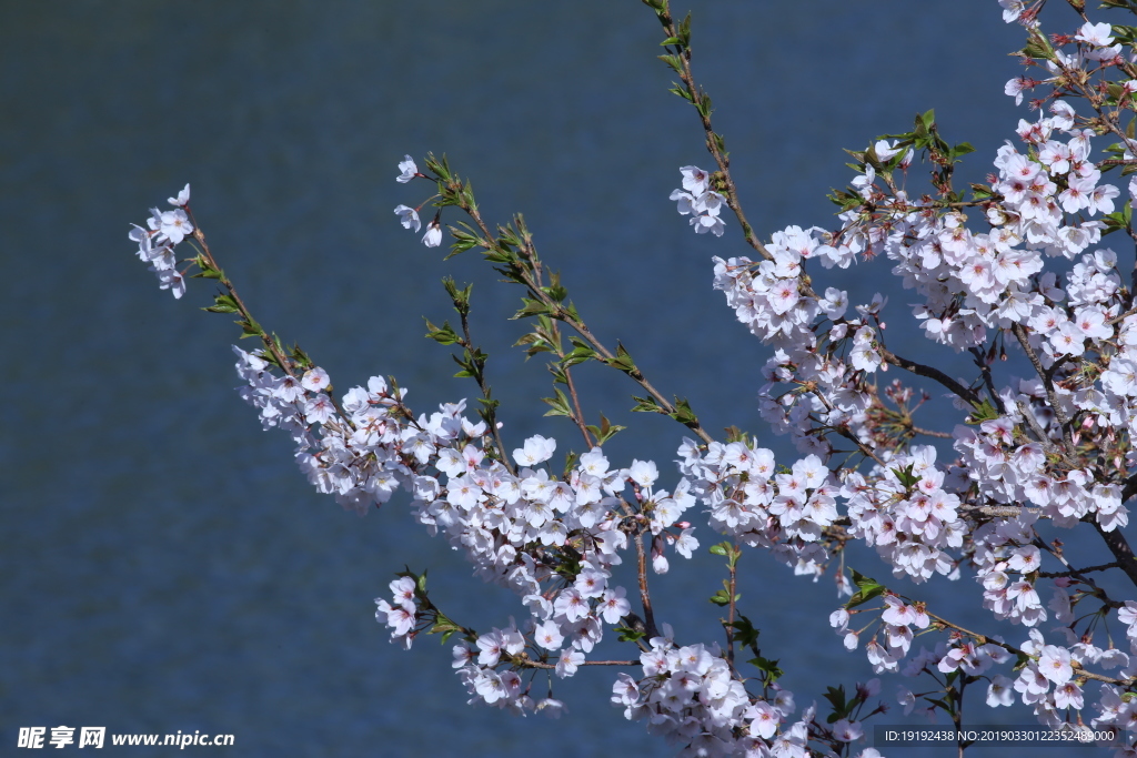 樱花