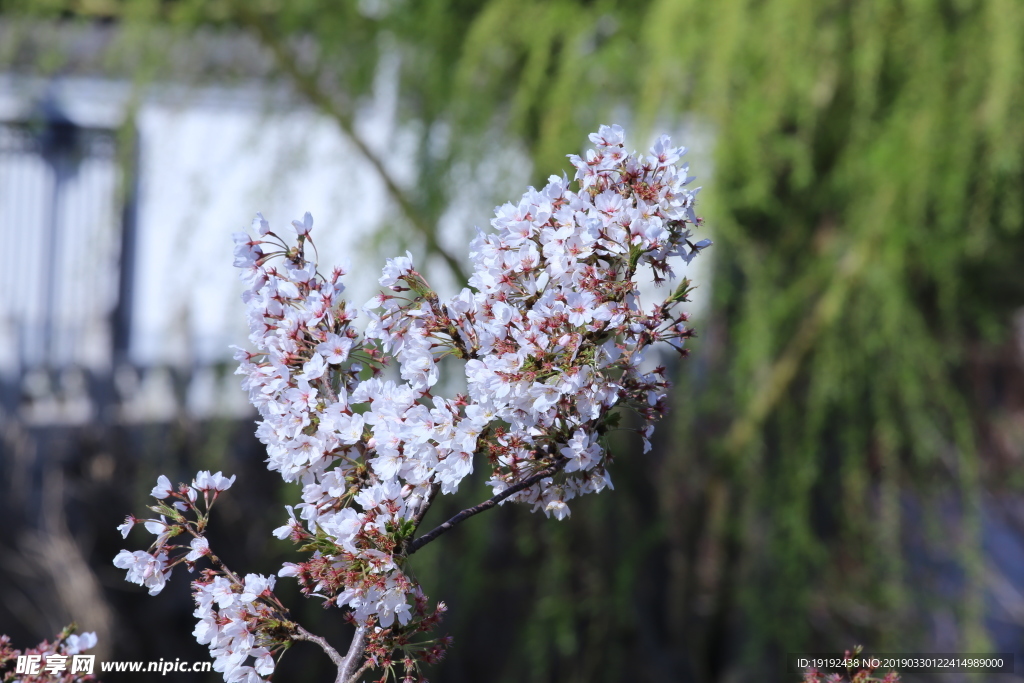 樱花