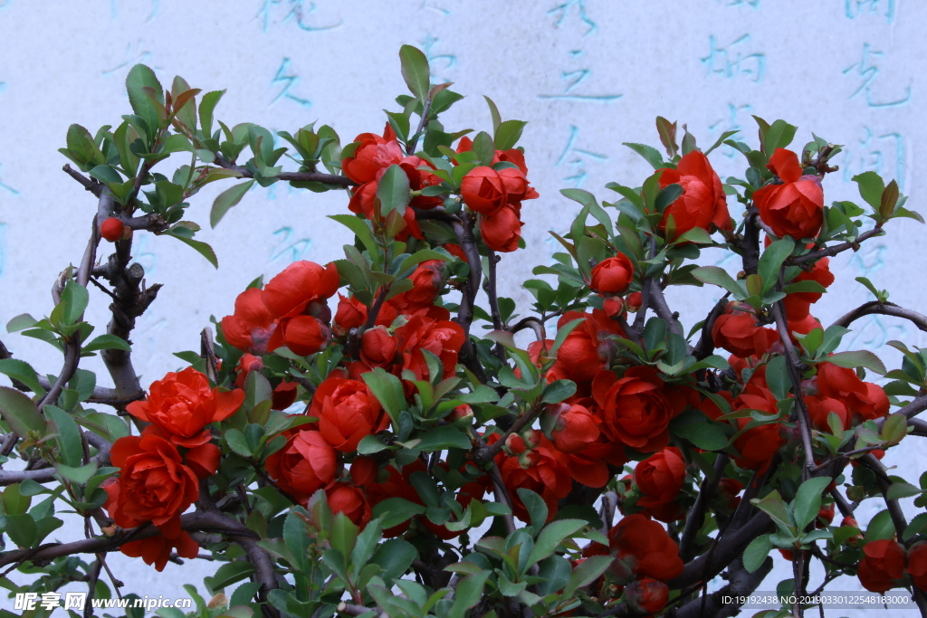 贴梗海棠花