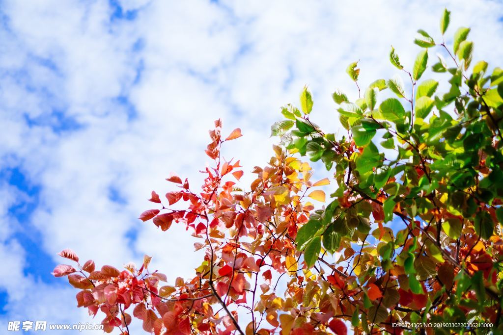 花树天空