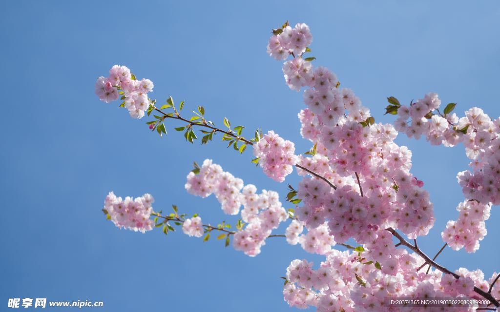 樱花