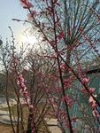 春暖花开