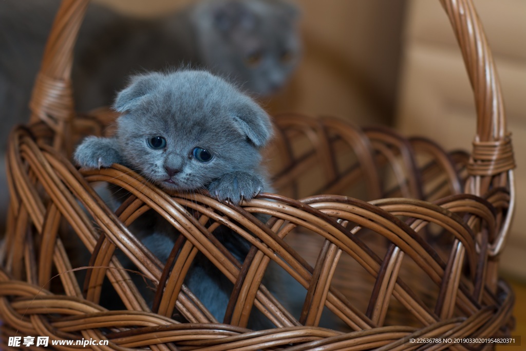 可爱蓝猫宠物动物表情毛4k图片