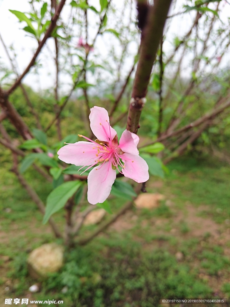 桃花