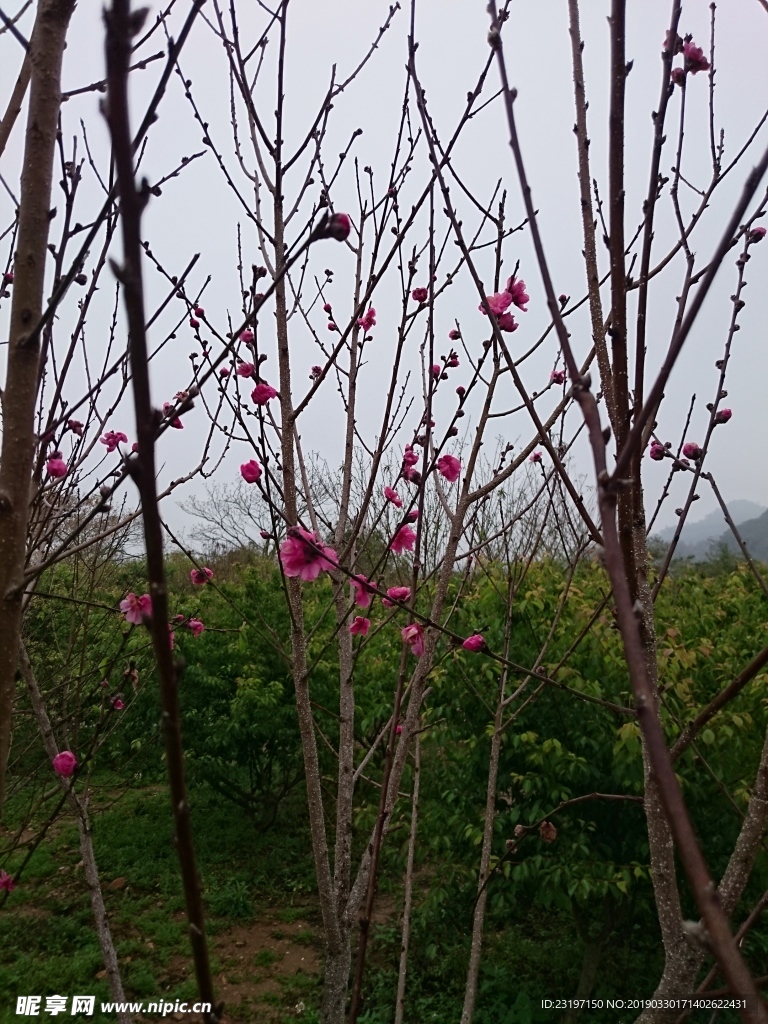 桃树