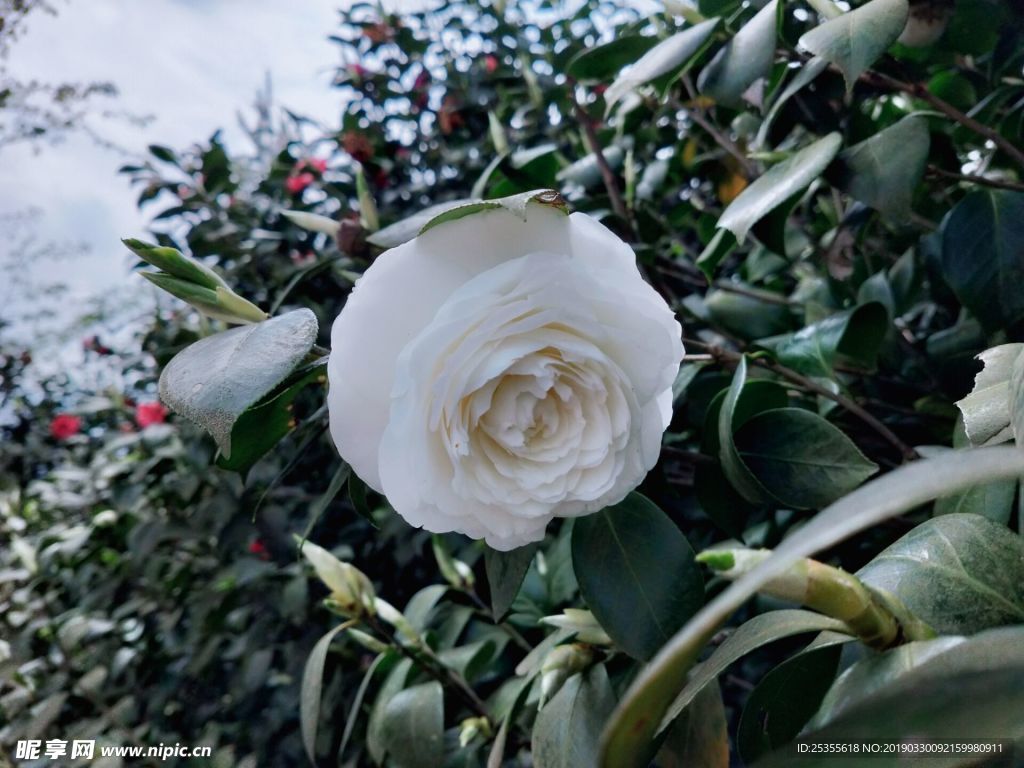 白色茶花