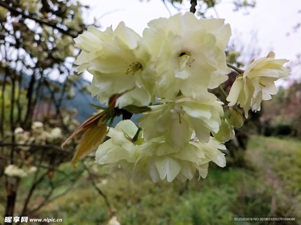 白色茶花