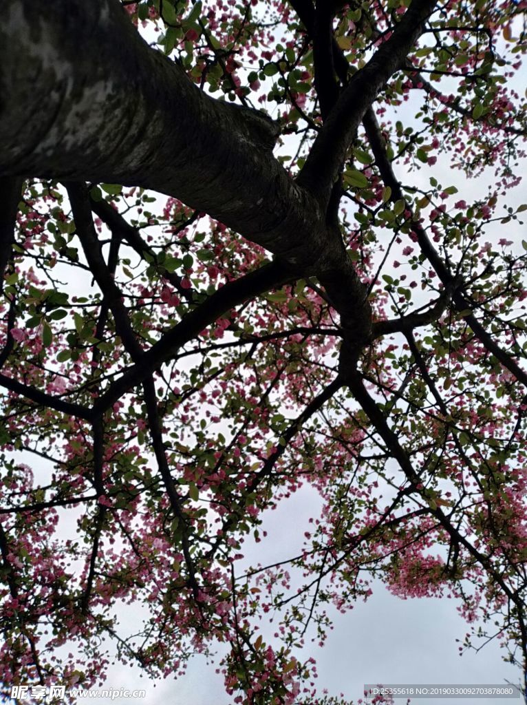 茶花