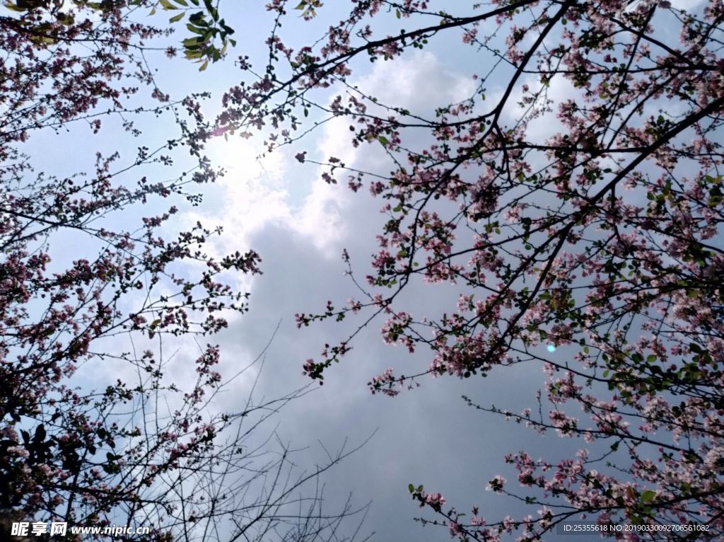 漂亮茶