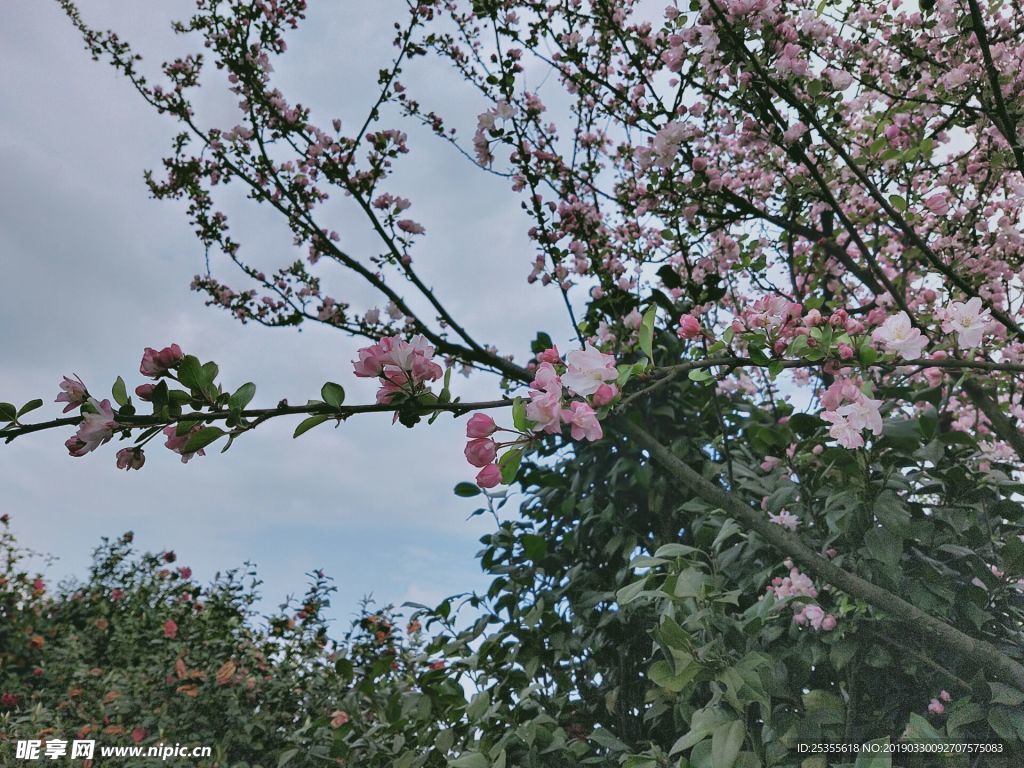 茶花