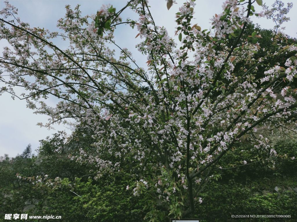 白色茶花 漂亮茶