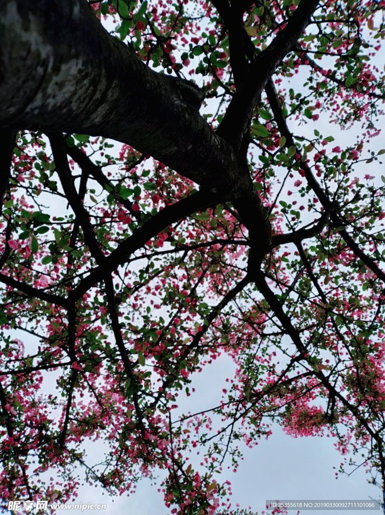红色茶花