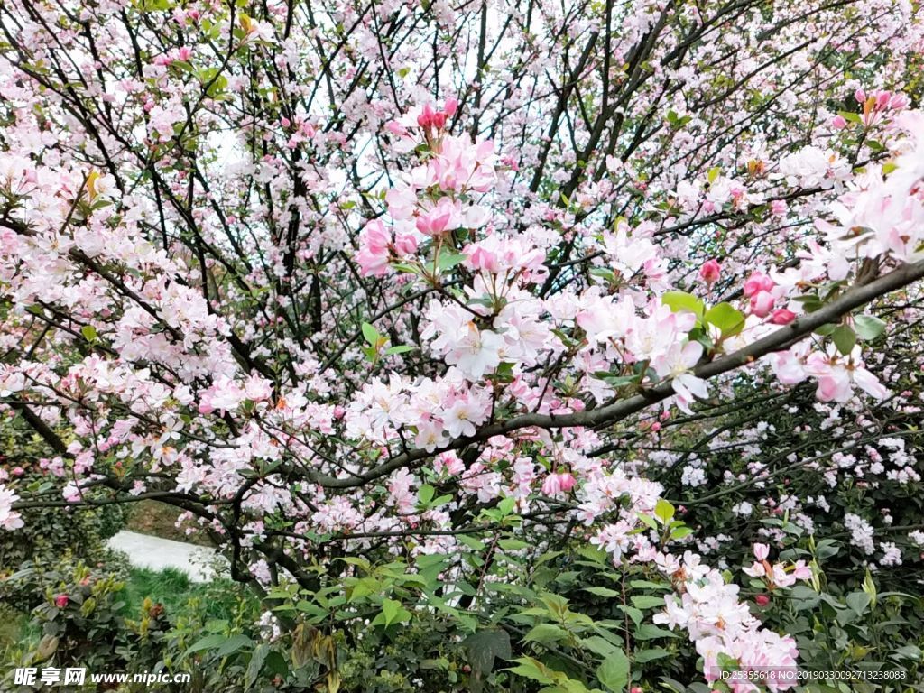 红色茶花