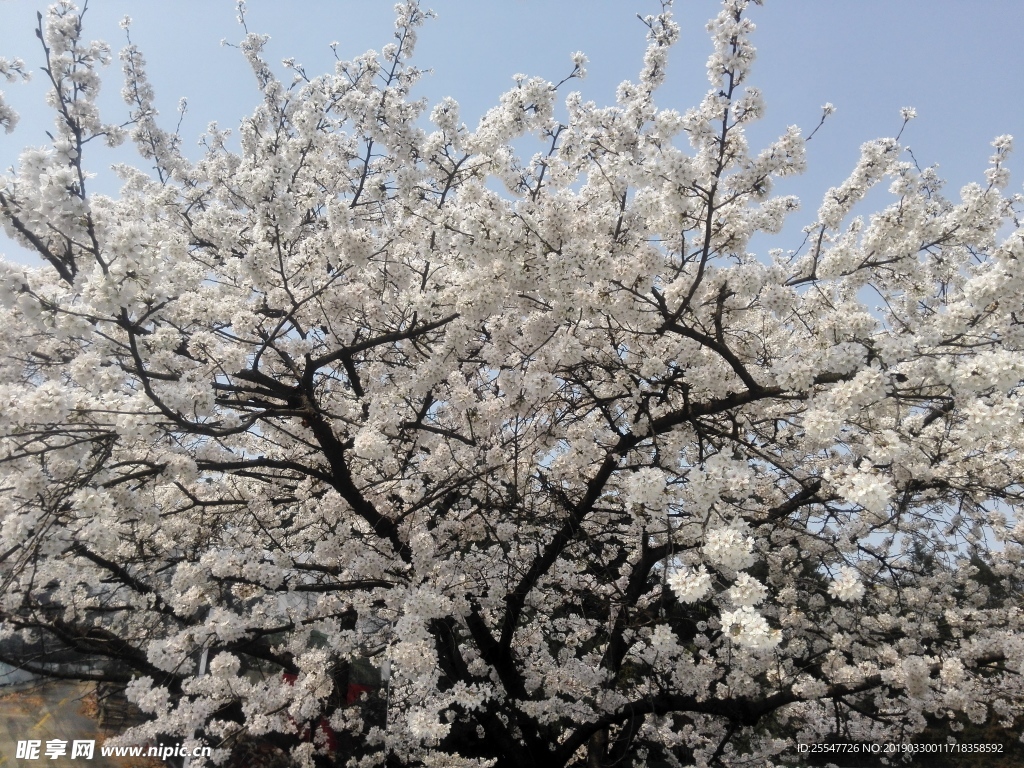 樱花
