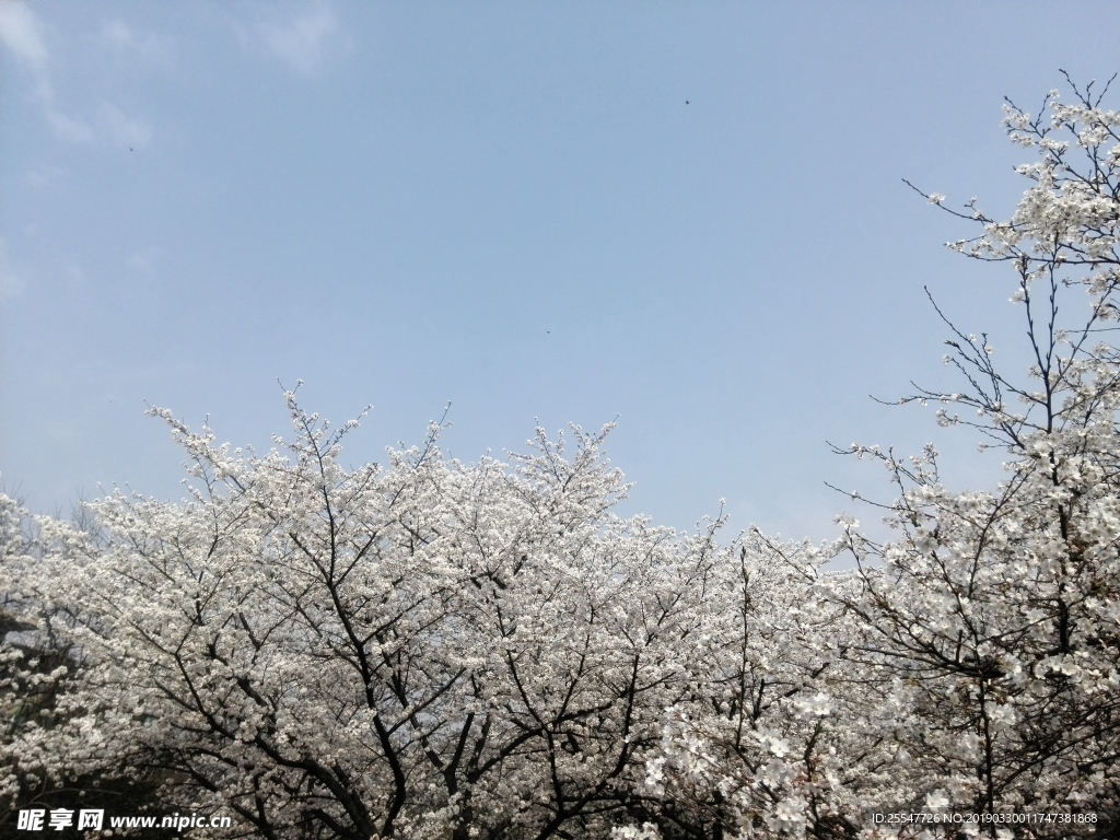 樱花