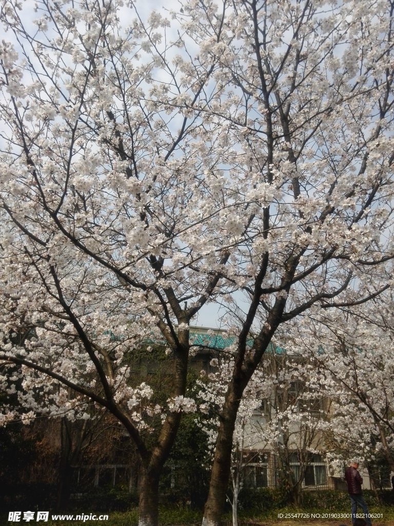 樱花