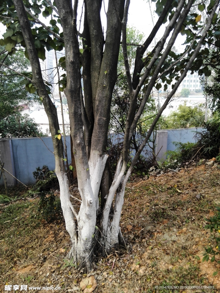树
