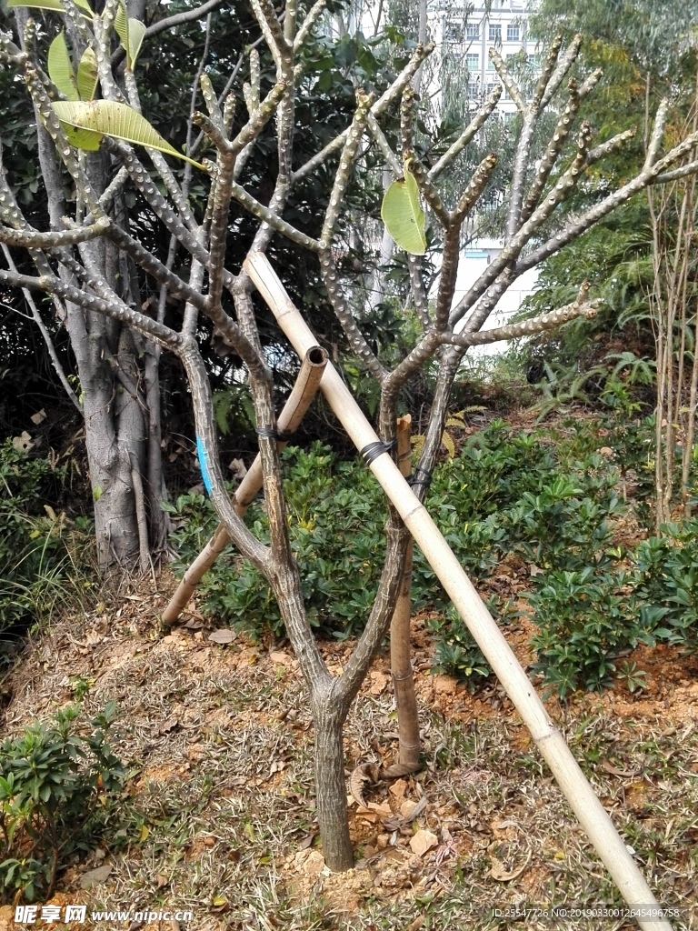 树枝