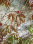 爬山虎