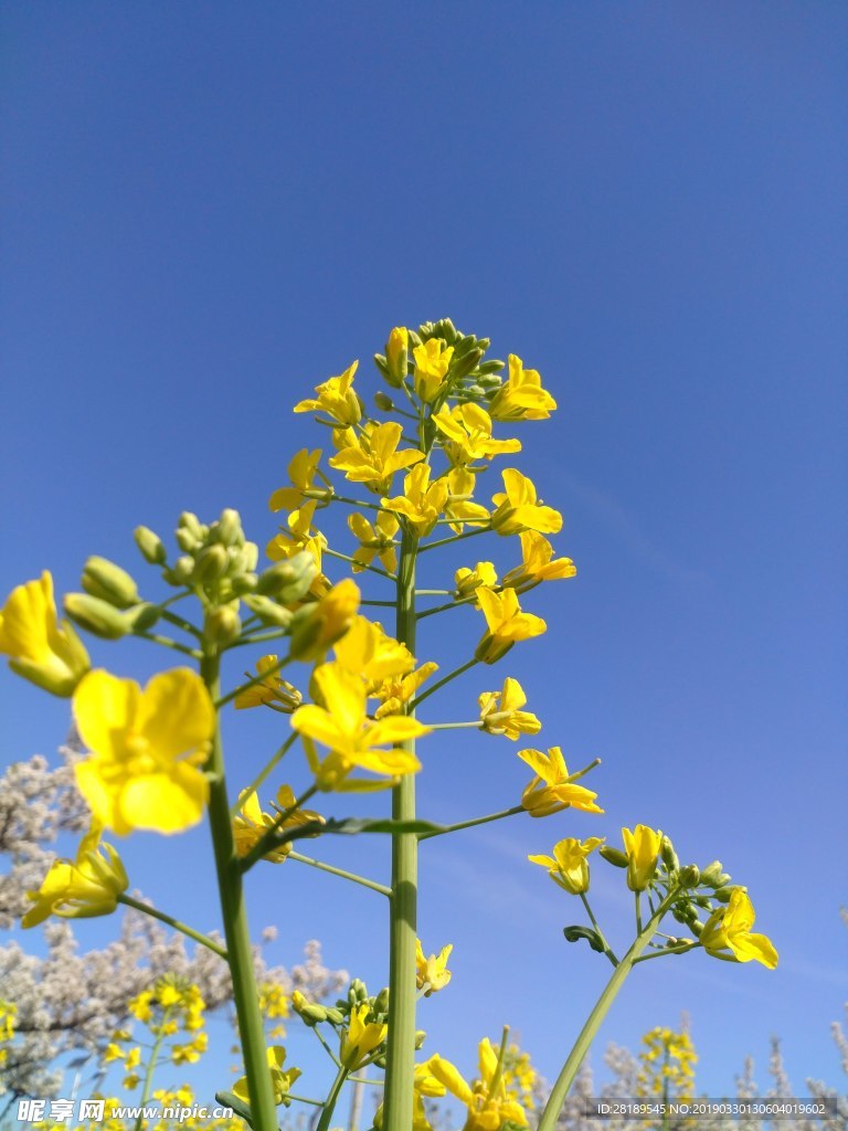 油菜花