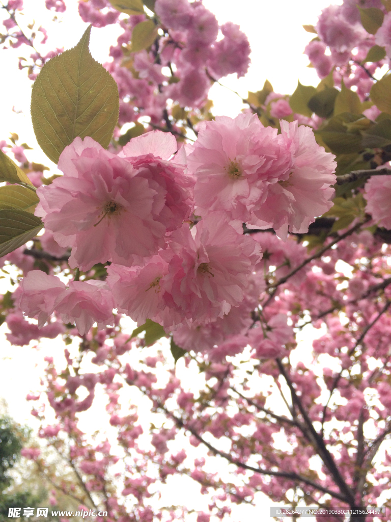 樱花