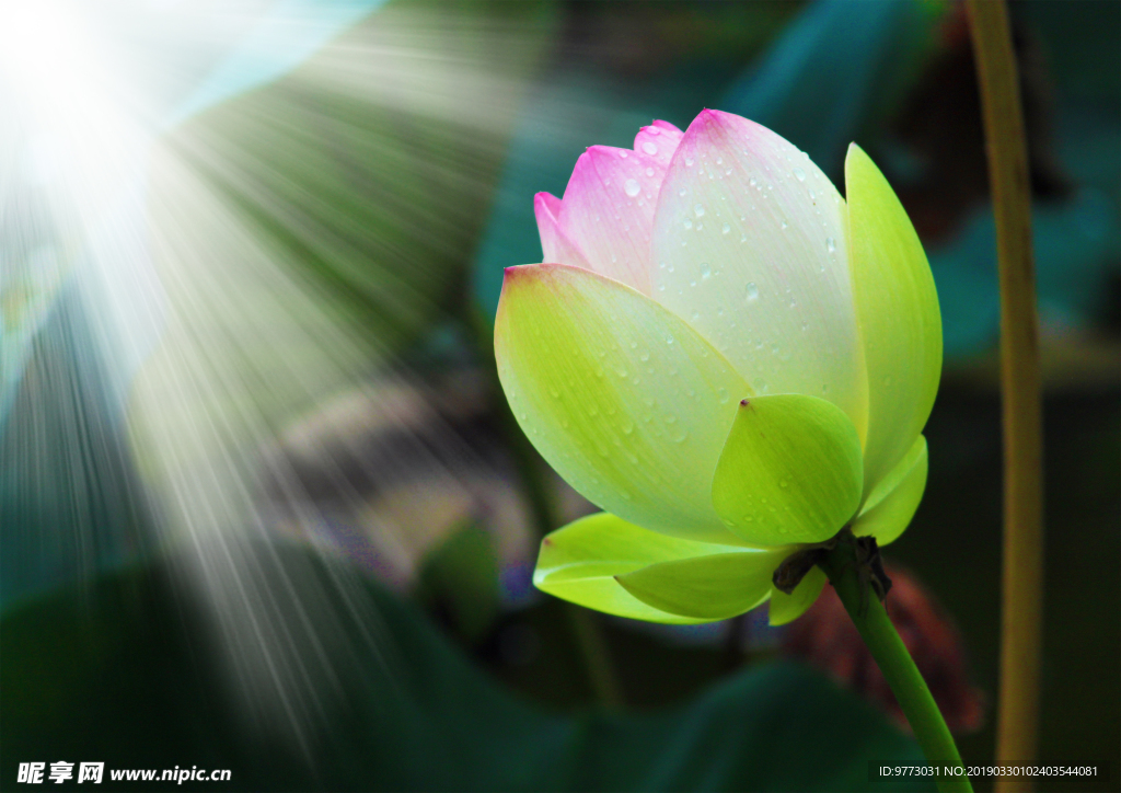 荷花