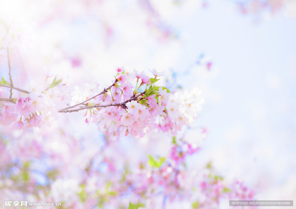 樱花