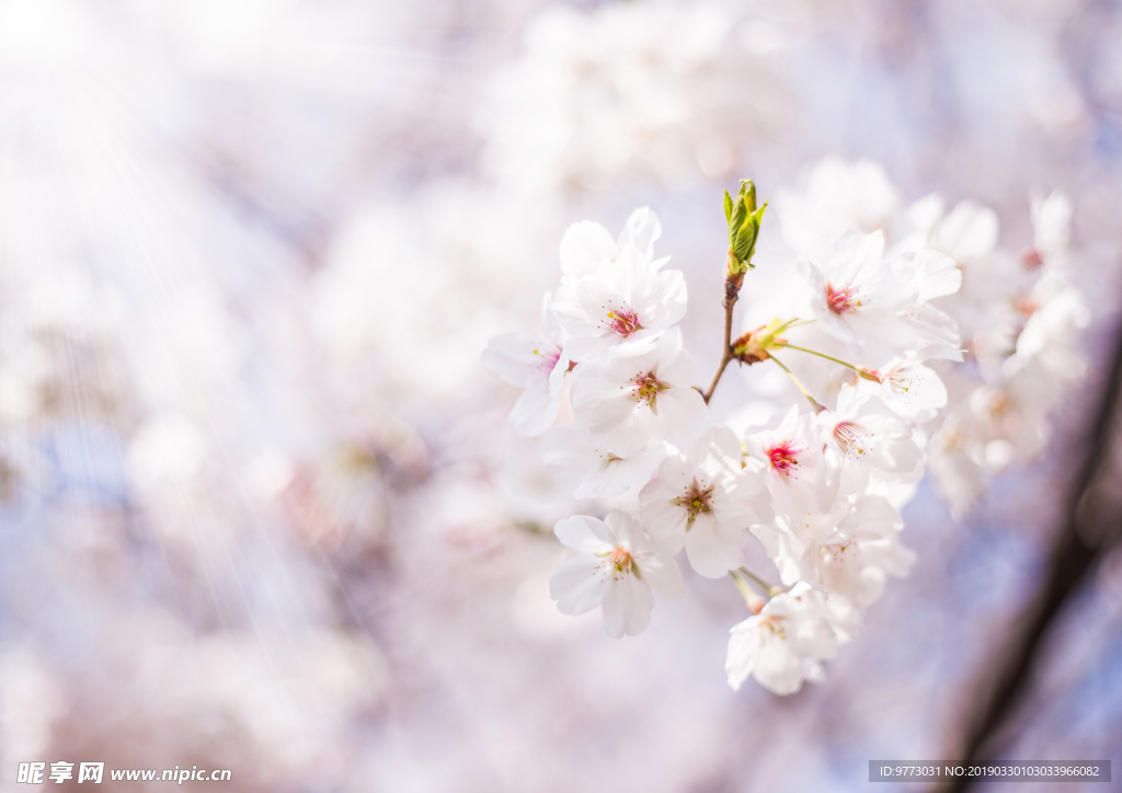 樱花
