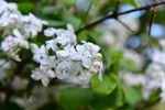 丁香花