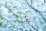 白色樱花