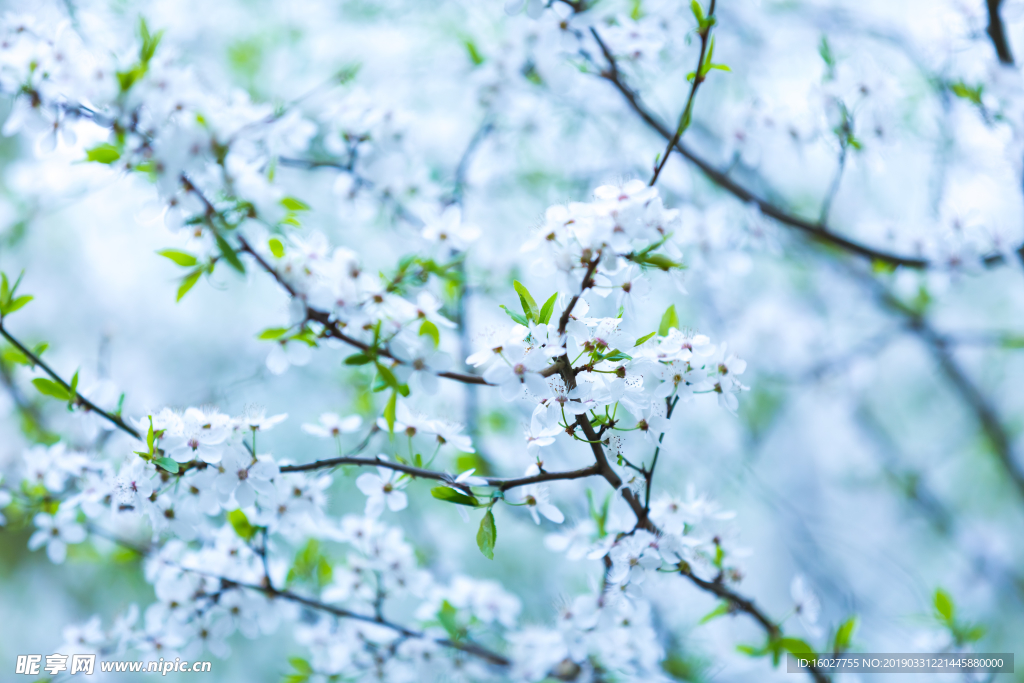 白色樱花