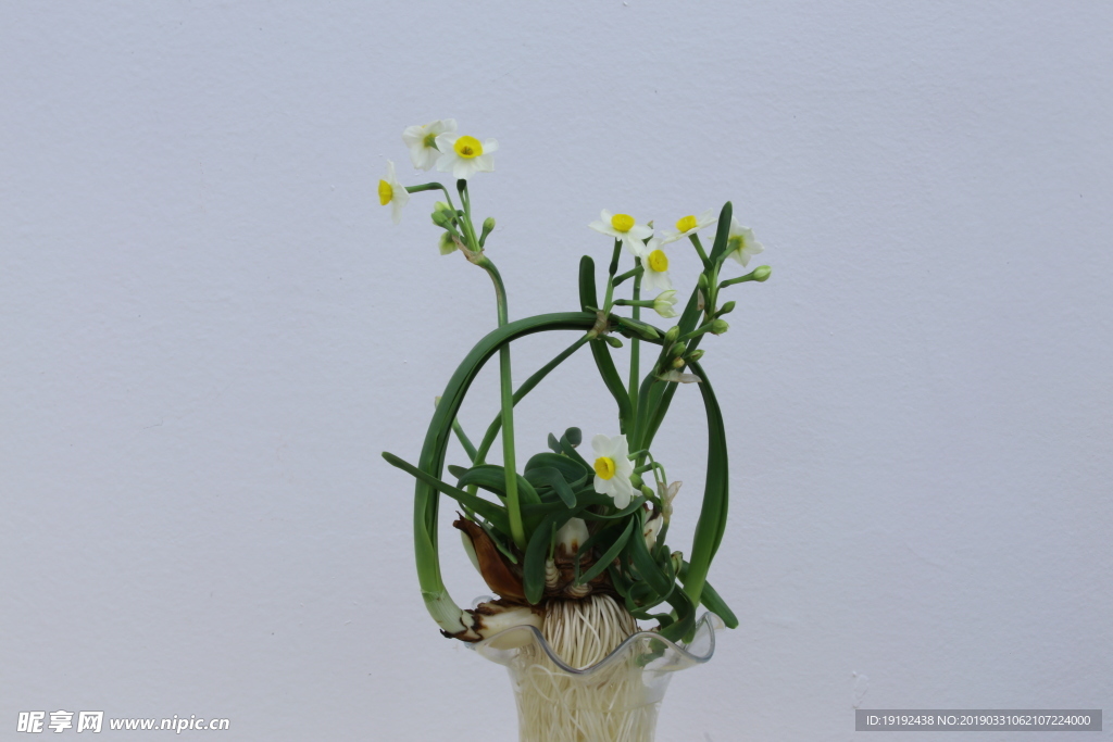 水仙花
