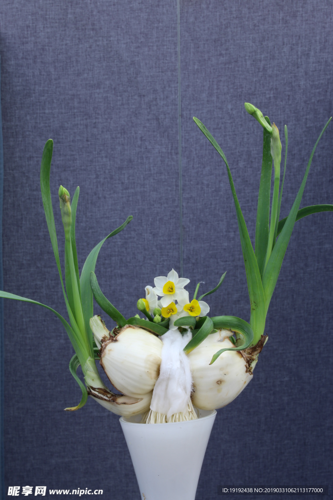 水仙花