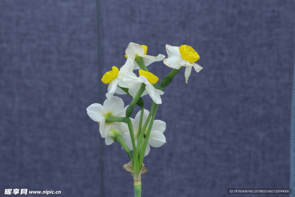 水仙花