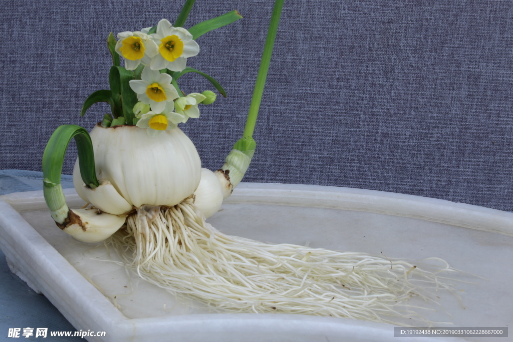 水仙花