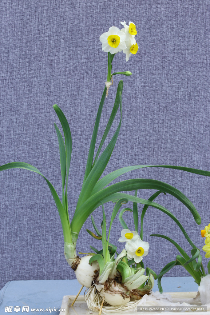 水仙花