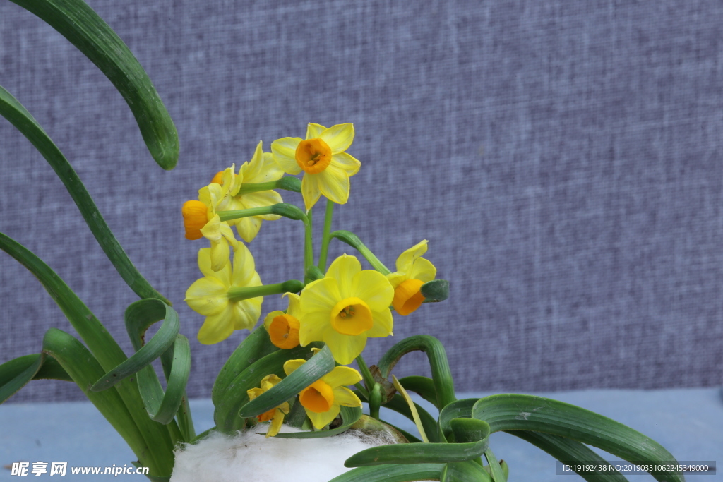 水仙花