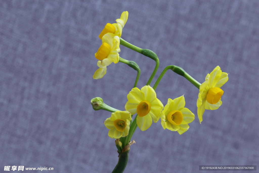 水仙花