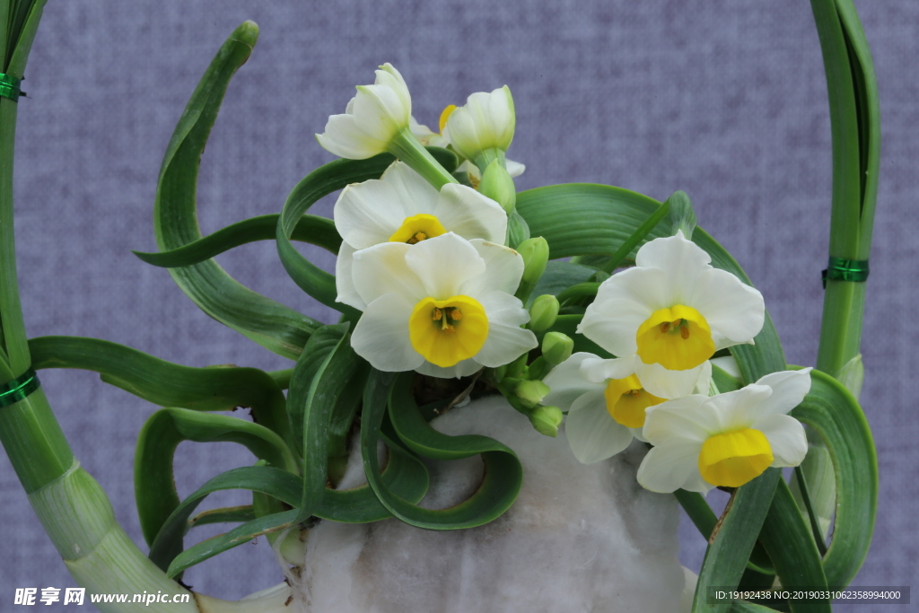 水仙花