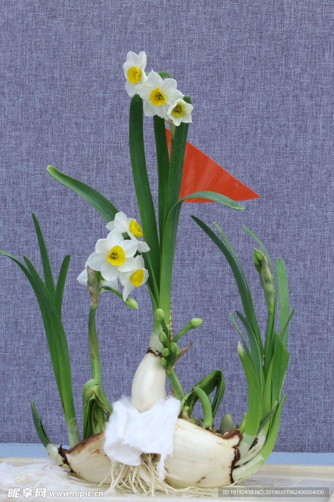 水仙花