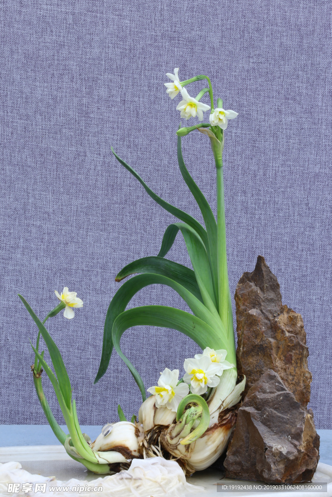 水仙花