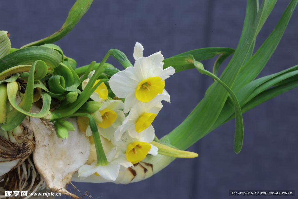 水仙花