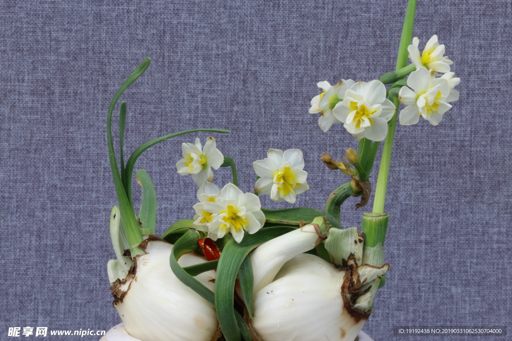 水仙花