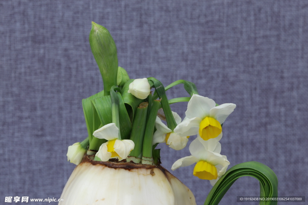 水仙花