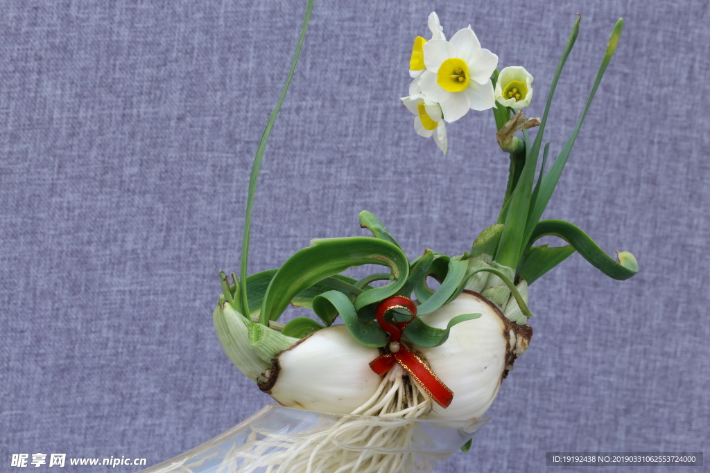 水仙花
